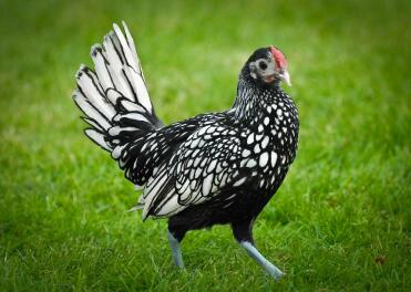 A silver spangles sebright cockerel. Stunning!