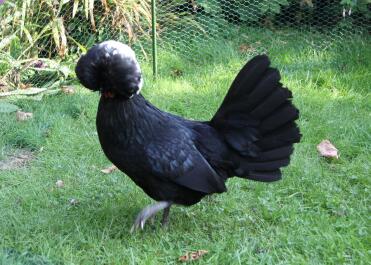 Poland Bantam in garden