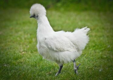 A white coloured silkie pullet