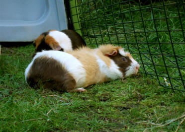 2 guinea pigs laying down in run of Eglu hutch