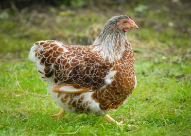 A red laced wyandotte pullet.