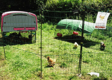 Purple eglu cube with chickens and omlet chicken fencing
