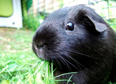 Black guinea pig close up with Eglu Hutch in background
