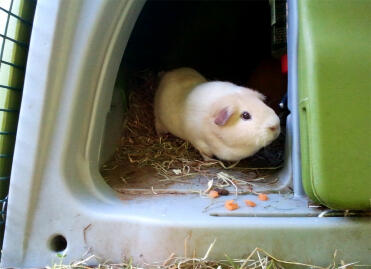 A guinea pig checking looking out of it's Eglu Classic guinea pig hutch.