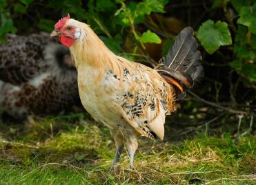 A young citreon  pencilled hamburg chicken.