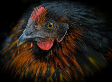 An amazing black rock chicken.