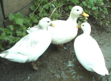 A flock of white but muddy call ducks.