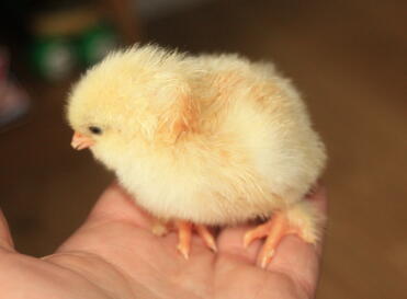 Wheaton Maran Chick sitting on hand