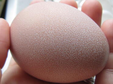 Our Repecka's first ever egg.  Pretty speckled egg :)