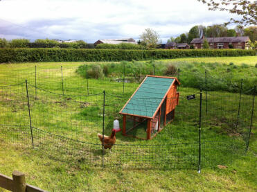 Wooden chicken coop with 1 chicken surrounded by Omlet's chicken fencing 21m