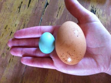 Look how large this egg is!