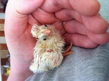 A little poland chick sitting in my hand.
