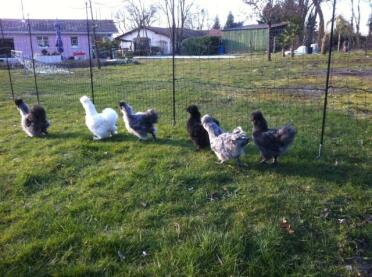 A flock of silkies walking around some chicken fencing.