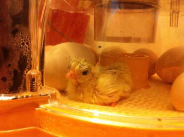 A serama chick, 3 hours old in an incubator.