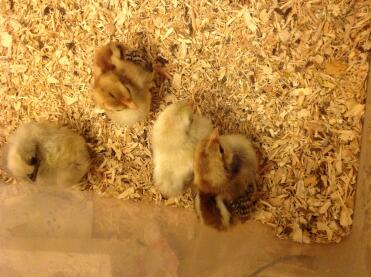 1 week old serama chicks.