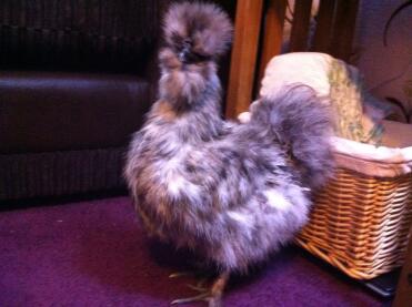 My silkie chicken hanging out inside.