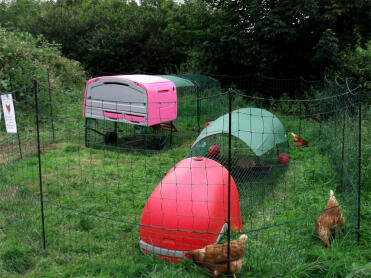 Purple Eglu Cube and red Eglu Classic with chickens and omlet chicken fencing
