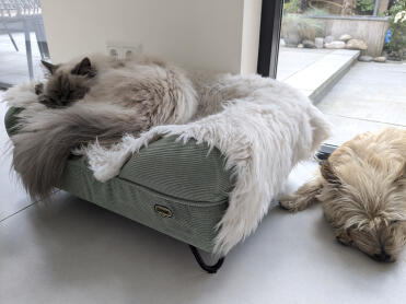 2nd bed now occupied by the cat
