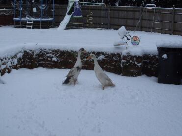 Indian Runner ducks in snow covered garden
