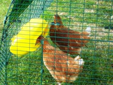 2 chickens in Eglu Chicken Coop run