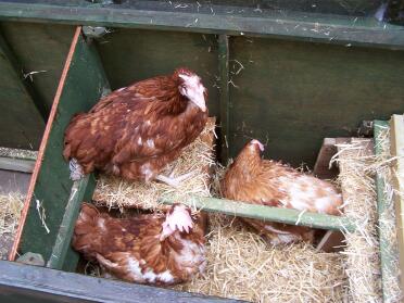 Their first proper home.  looking a bit bewildered, but clucking happily.