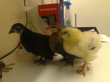 Chicks in work