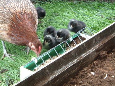 Newly hatched marans bantam chicks with their oeg mum (boeing) june 2007