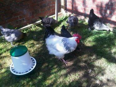 Chickens in garden in their run