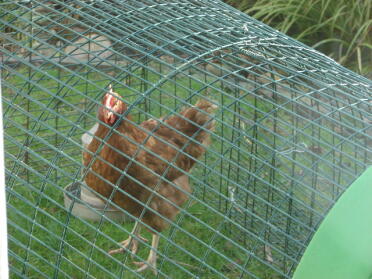 Coffee in the Eglu run before joining the other hens 30th january 2008