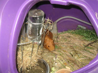 Purple Eglu Go hutch with a guinea pig