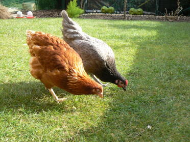 Henrietta and penny the two youngest and friendliest of our chooks.