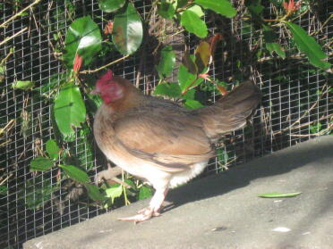 This is Esta :) shes the fattest bantam of all :P