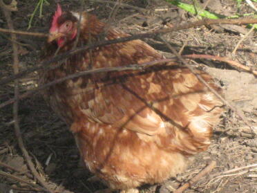One of the battery hens :)