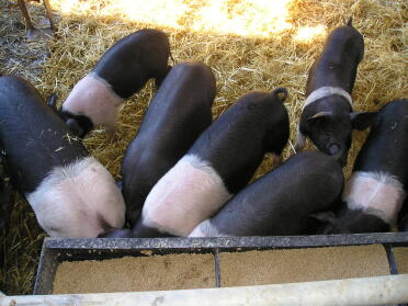 The pigs we found at jimmys - note the one giving me the evil eye!