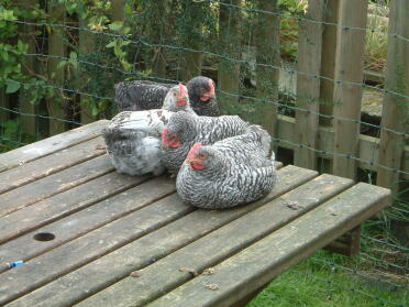 Four male chicks (2 marans and 2 marans x rir) sept 2007