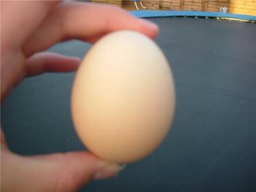 Here is maggies first egg 2 days after she arrived!!! :) yippee !!! she is 20 weeks old so its not her very first egg!