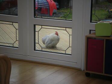 My very tame Cockerel Jeffrey that waits for me at the back door