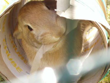 Honey is very persistent about destroying his tube! Good thing it's made out of some vegetable material!