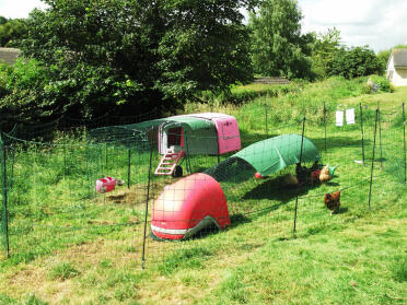 Red Eglu and Purple Eglu cube, chickens and Omlet Chicken Fencing