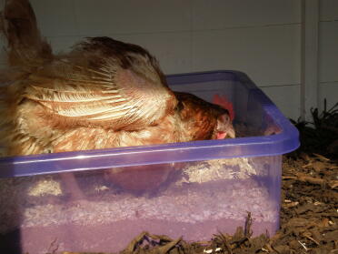 First attempt at dust bathing