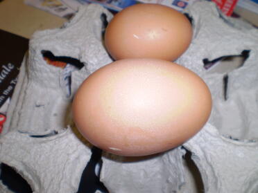 Huge egg! 109 grams!!