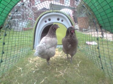 Our hens, barbara and marGot...the first day in their new home :0)