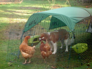 Omlet chicken food is so good - the chickens want it back!
