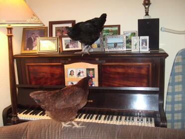 You cluck it & i'll play it