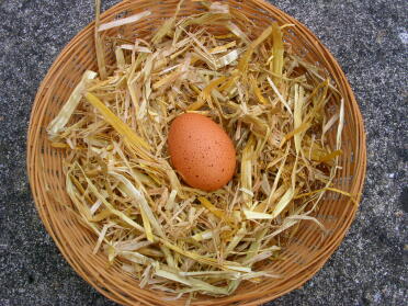 Rhoda's 1st egg
