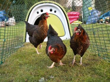 Our three new chooks - snap, crackle & pop (black rocks).  we have kept chickens before, hybrids, but we wanted a breed that would Go on laying for a long time.  they are 18 weeks old and within 2 hours of getting them home on saturday we had two