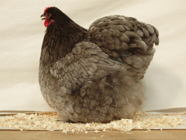 Blue Orp Hen Sitting