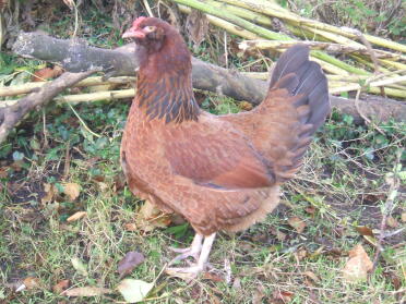 A brown araucana chicken - 6 months old.