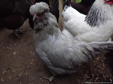 Lavender Aracauna Hen