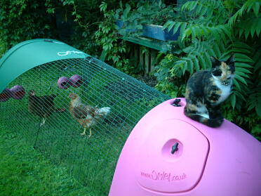 Cat on pink Eglu Classic